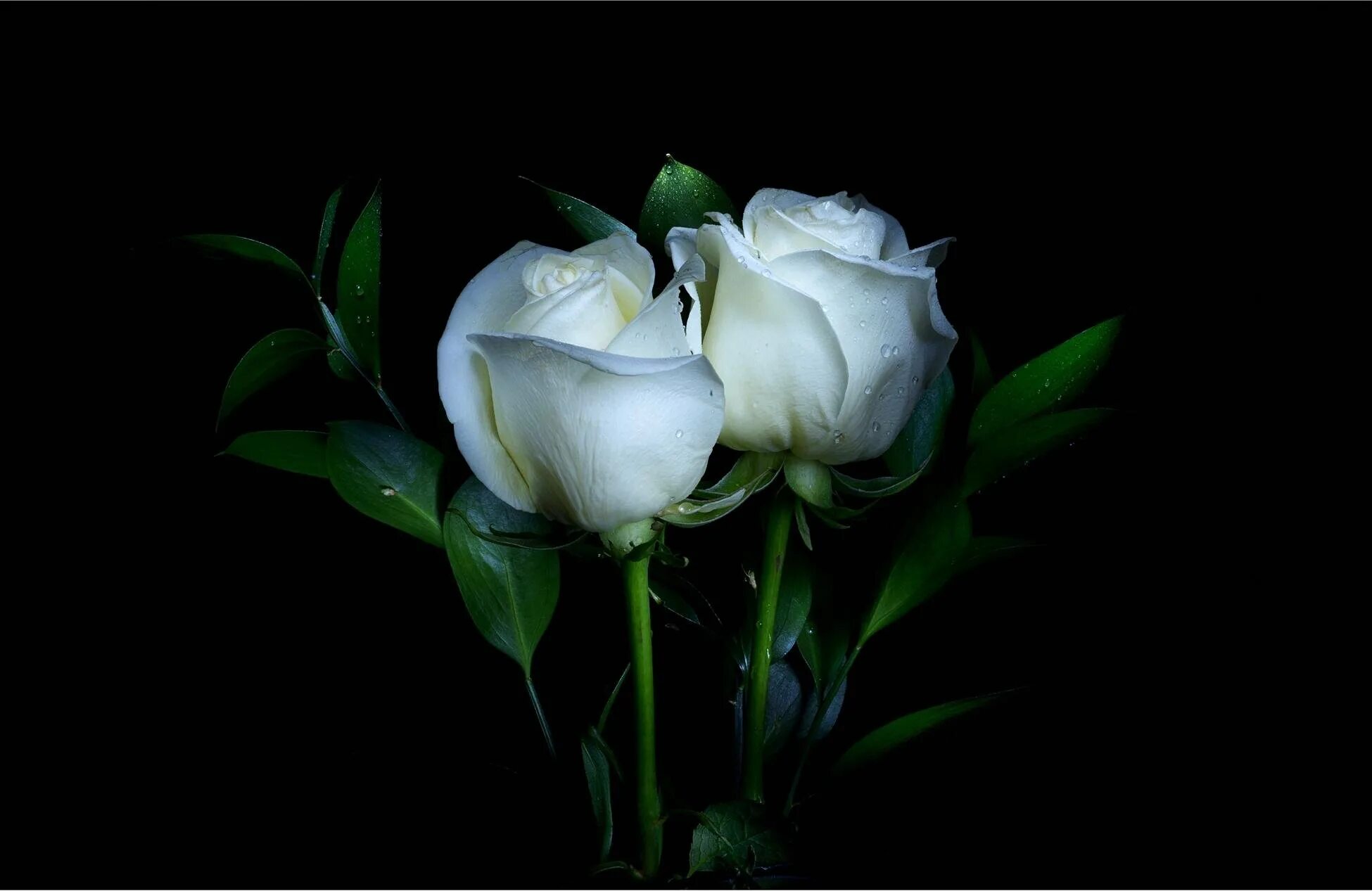 Бутон белой розы. Красивые белые розы. Цветы на черном фоне. Красивые цветы на черном фоне. Песня ах белые розы