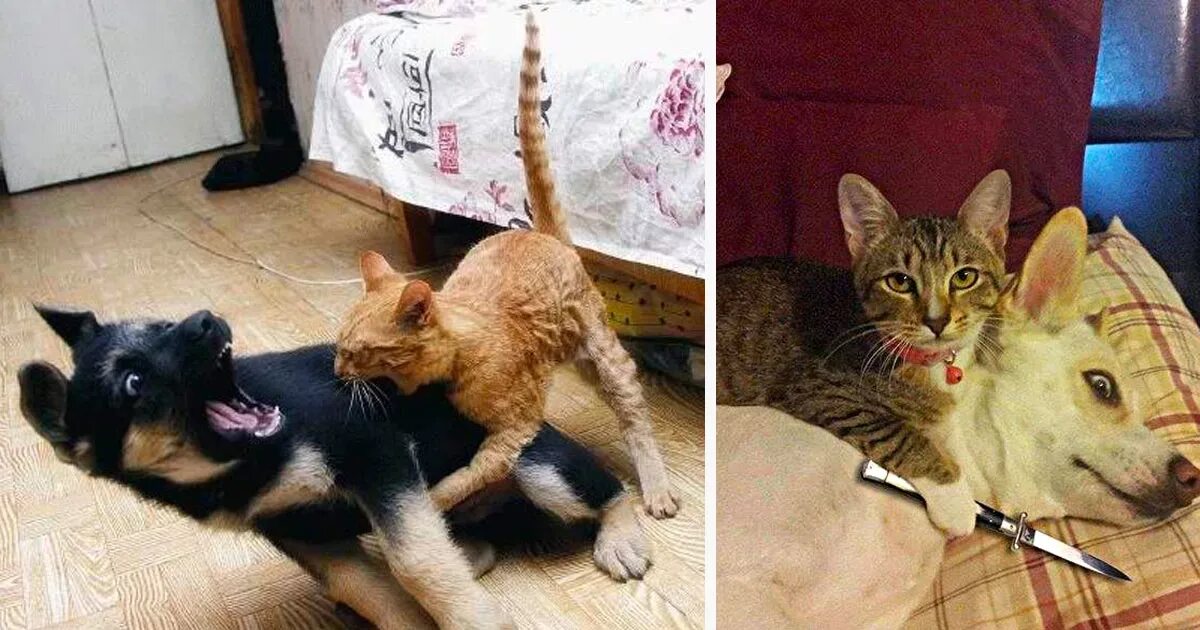Драка кошки и собаки. Собака укусила котенка. Кот кусает собаку. Кот кусает пса. Кошки картинки прикольные.