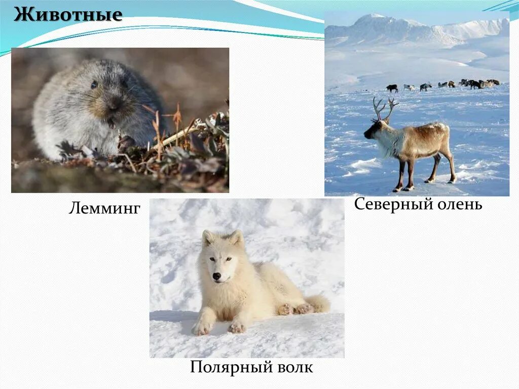 Северный олень Полярный волк. Животные тундры цепь питания. Лемминг природная зона. Пищевая цепочка с Леммингом. Волк в какой природной зоне