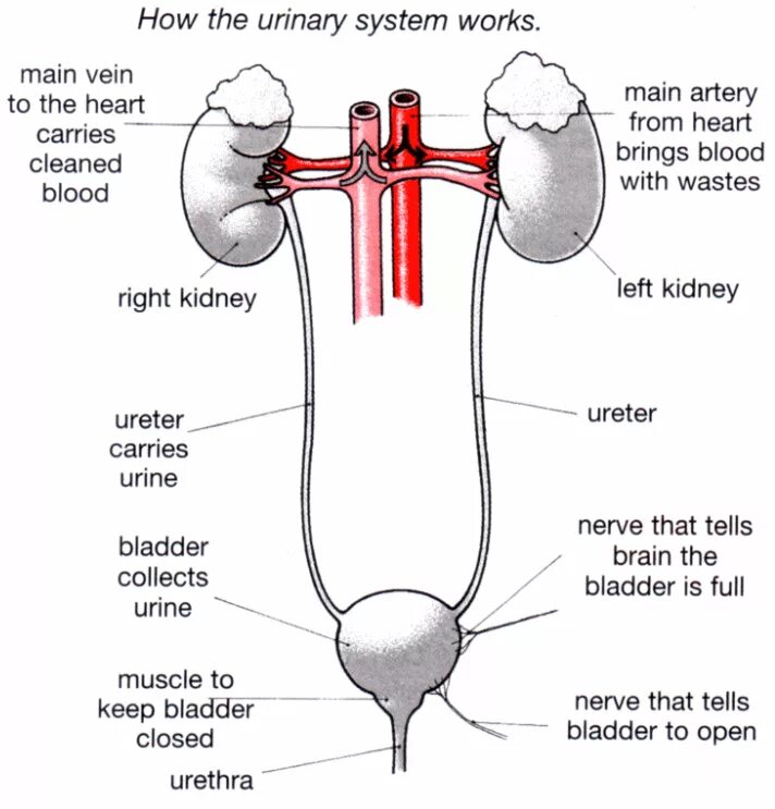 Urinary system. Urine System. Urinary System diagram. Urinary System Anatomy. Urinary System functions.