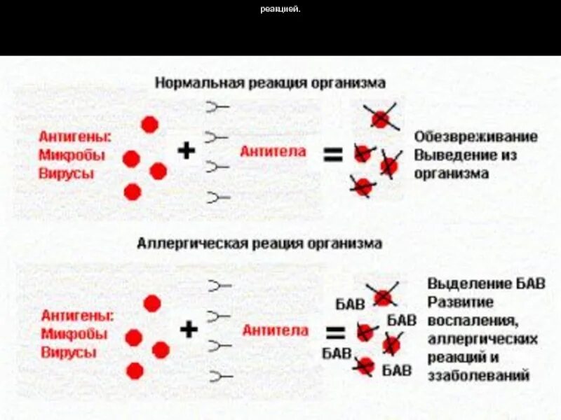 Механизм образования антител схема. Механизм реакции антиген антитело. Механизм возникновения аллергической реакции схема. Реакция антиген антитело схема. Какие есть реакции организма