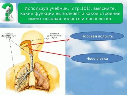 Носоглотка строение таблица