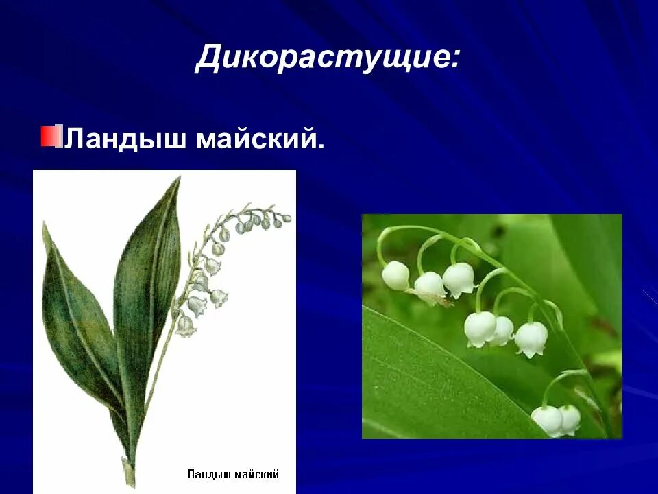 Сырье содержащее гликозиды