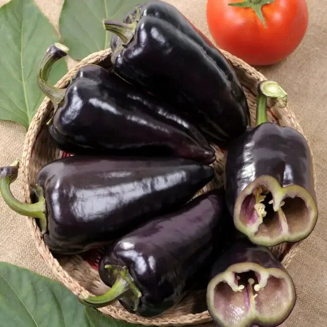 Черный сладкий перец. Перец Блэк Хунгариан. Перец Black Pearl Pepper. Острый перец Black Knight.