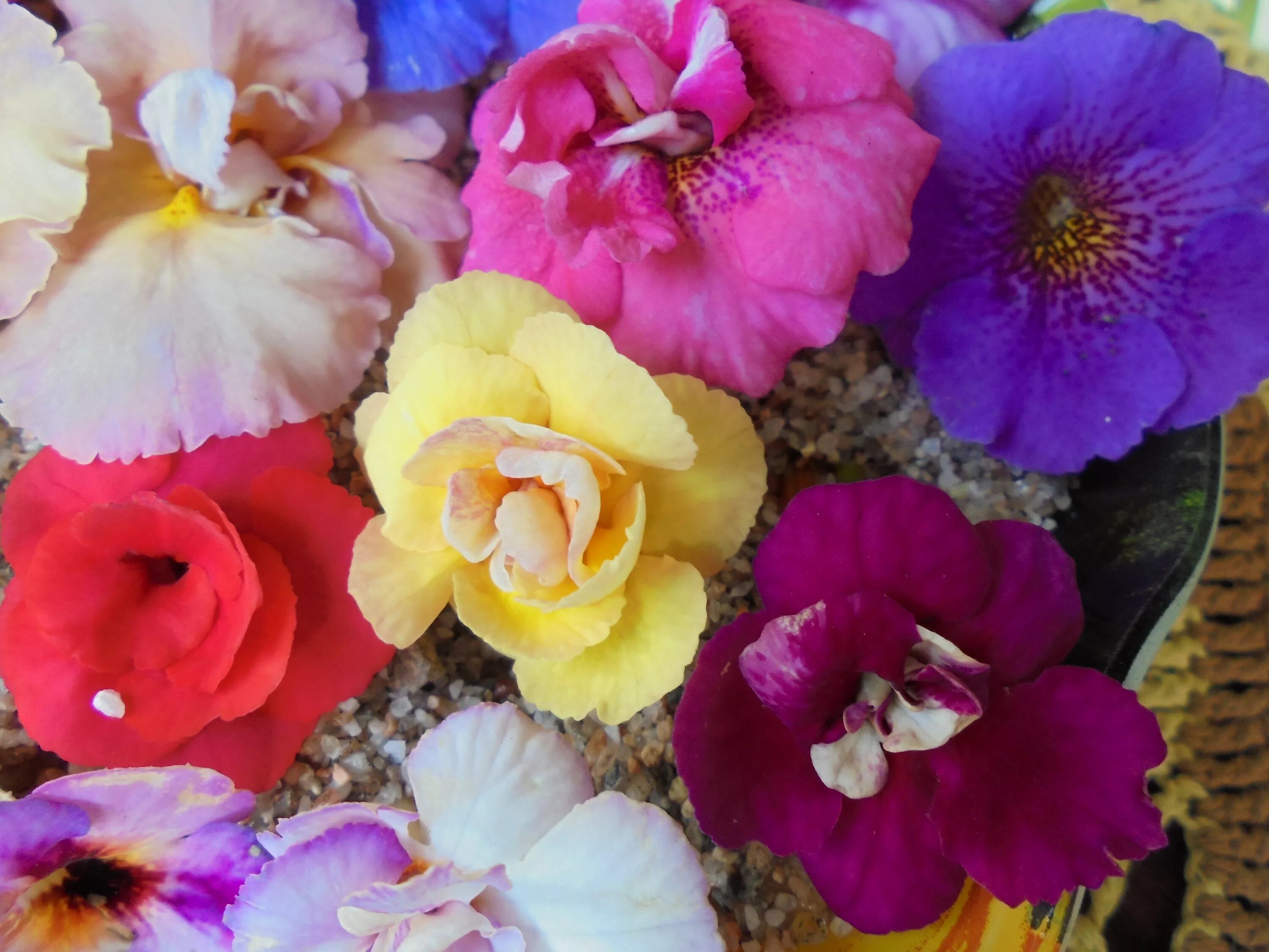Цветы ахименесы фото