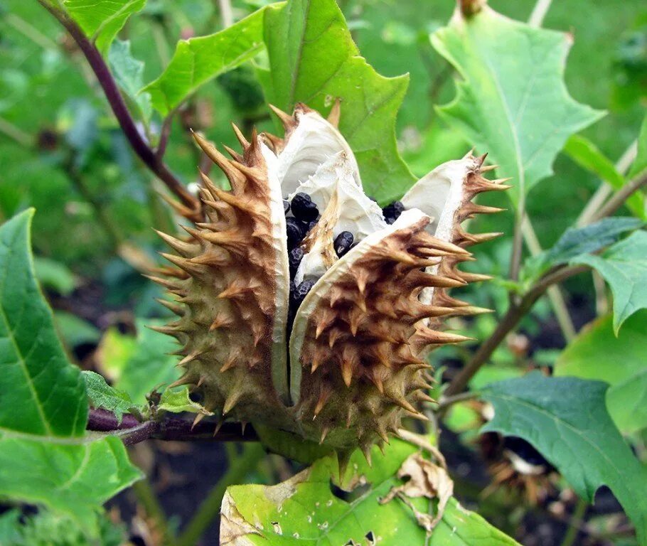 Плоды травянистого растения. Плоды травянистого растения. Плоды травянистого растения. ) мордовник обыкновенный (echinops rit. Сообщение о банане.