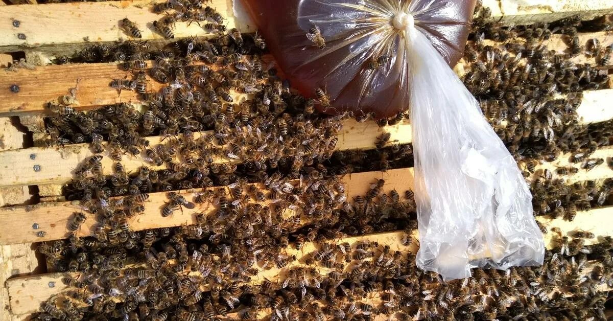 Весенняя подкормка пчел сиропом. Корм для пчел. Пчеловодство. Весенняя подкормка пчел. Весенний облет пчел.