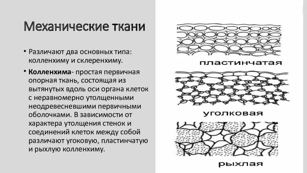 Высшие растения состоят из тканей