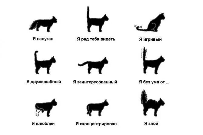 Жесты кошек. Язык хвоста у кошек. Кошачий язык жестов. Сигналы кошачьего хвоста.