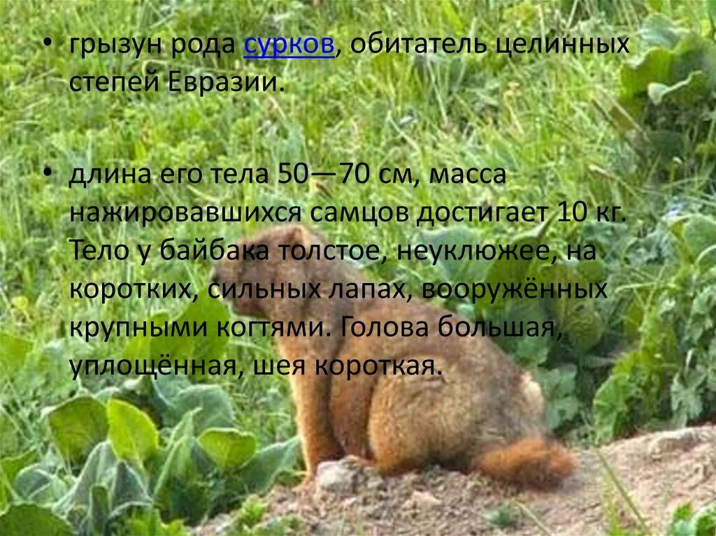 Мне подарили сурка толстого неуклюжего