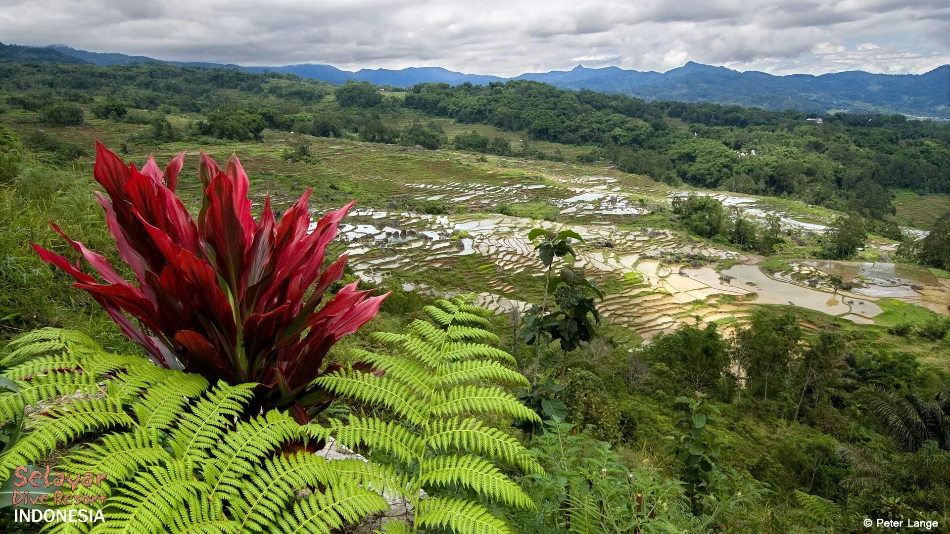Остров ява. Плато диенг ява. Индонезия кинабалу. Индонезия яванцы. Борнео индонезия.