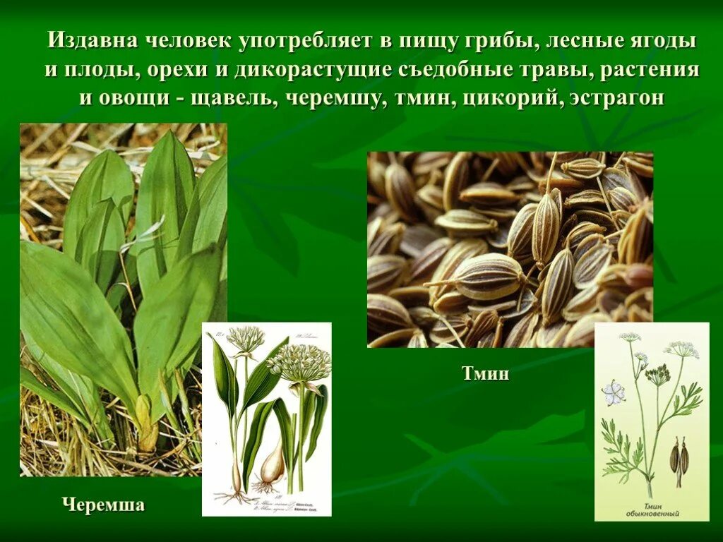 Какое растение можно употреблять в пищу. Съедобные дикорастущие растения. пищевые дикорастущие растения. дикорастущие растения пригодные в пищу. съедобные дикорастущие травы.