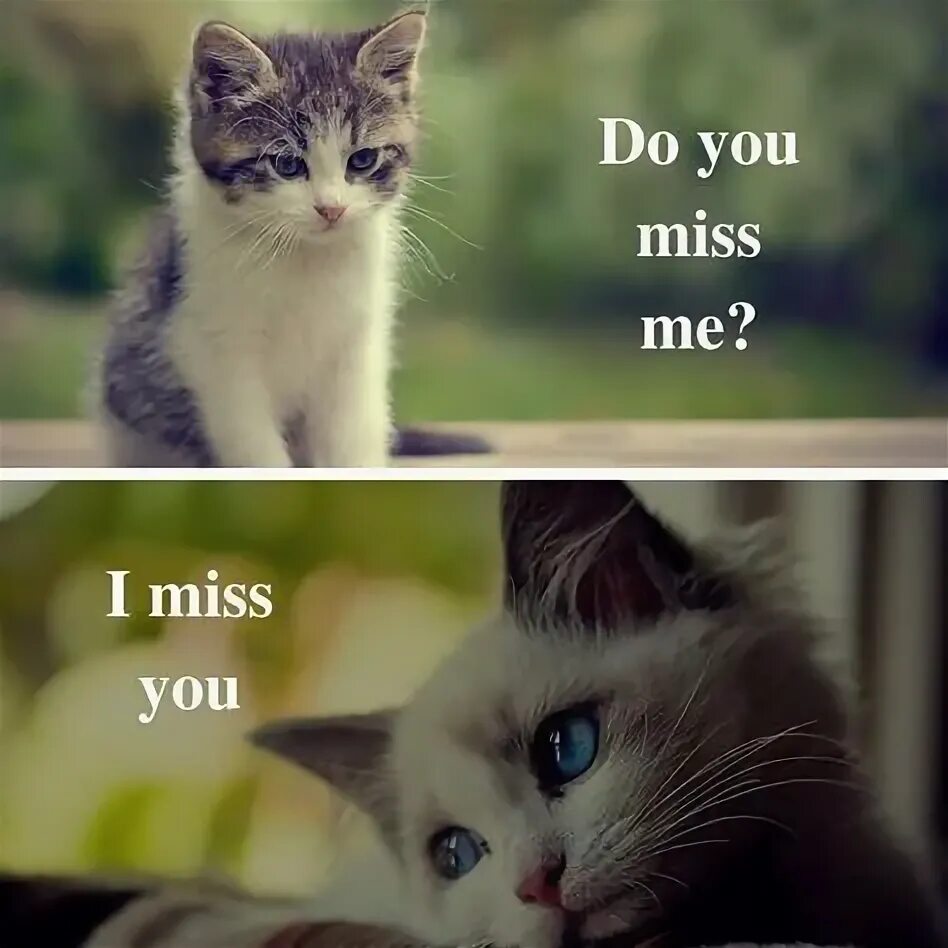 I Miss you котенок. Miss you Мем. I Miss you с кошкой. Грустный котик i Miss you. Did you miss this