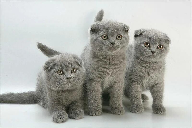 Шотландская вислоухая кошка сколько котят котят. Шотландская вислоухая кошка. котята породы скоттиш фолд. скотишфолд шотландская вислоухая. шотландская вислоухая кошка голубая.