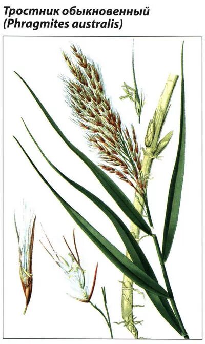 Значение тростника. Лист тростника обыкновенного. тростник phragmites communis тип. тростник обыкновенный (очерет). строение тростника.