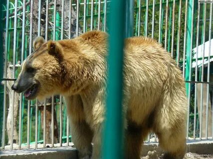 Сафари парк мордовия