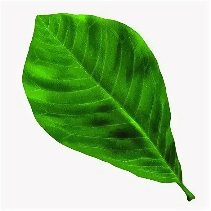 Real leaf. Real leaf