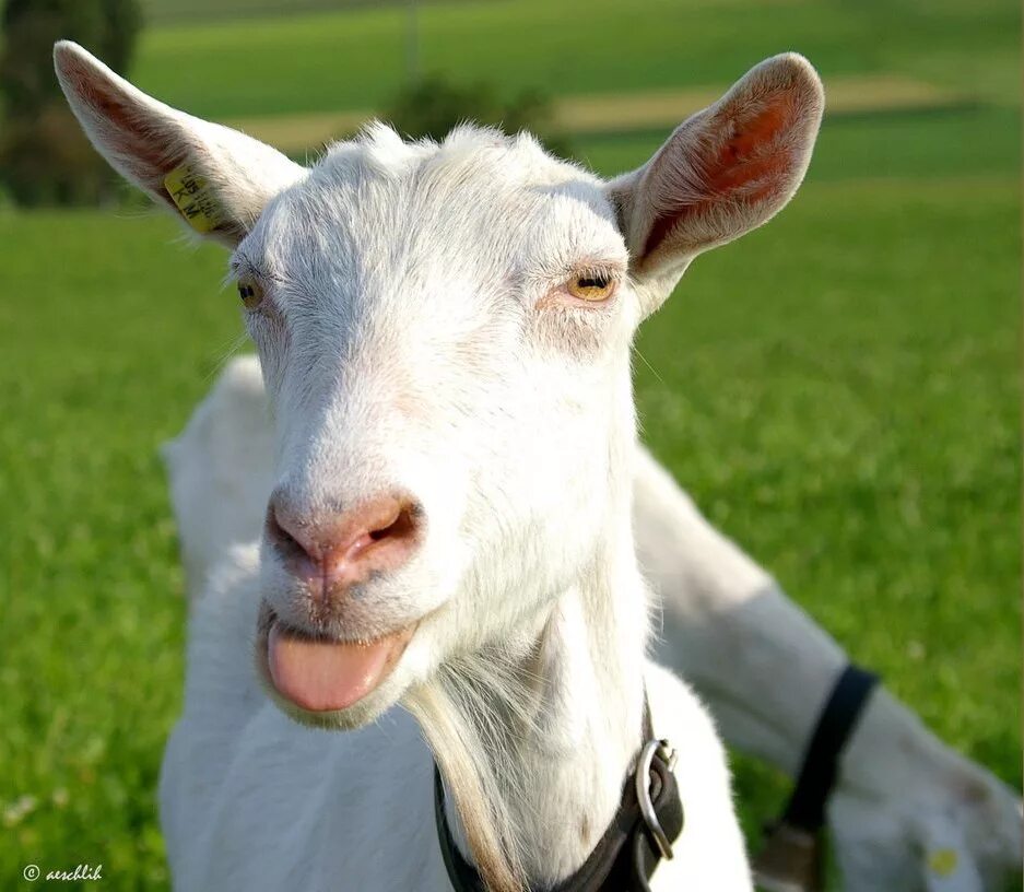 Лицо казы. Маска-ободок козлёнок. Фотограф кевин хоран. Коза показывает язык. Лицо казы.