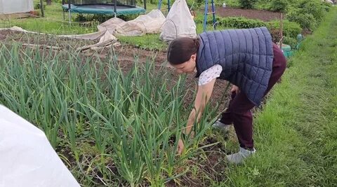 Аня и таня пропалывают грядку за 24