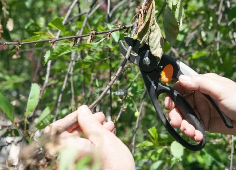 Почему отцветают. Как обрезать розы после цветения. Обрезать отцветшие розы. Монилиальный ожог вишни. Осенние цветение экология.