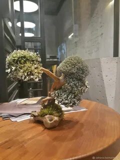 Живое дерево москва