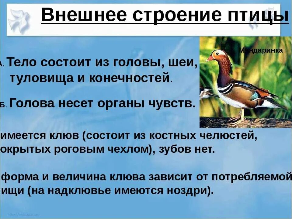 Среда обитания и внешнее строение птиц. Среда обитания и внешнее строение птиц. Среда обитания и внешнее строение птиц. Среда обитания и внешнее строение птиц. Среда обитания и внешнее строение птиц.
