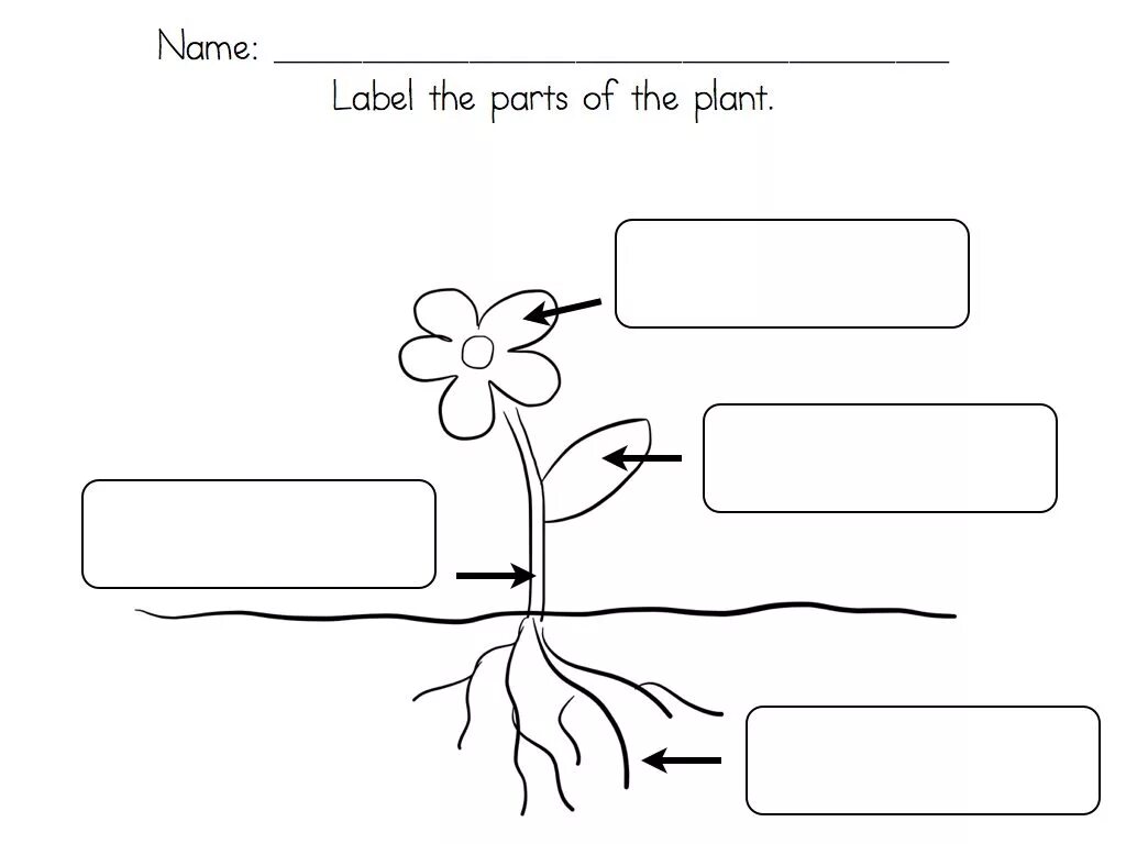 Work part of life. Plant Life Cycle for Kids. Parts of Plants Worksheets for Kids. Parts of the Plant Worksheets. Plant Life Cycle Worksheets.