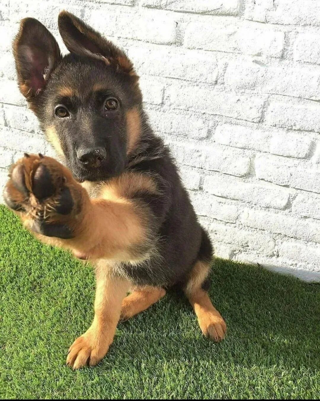 The many faces of Zara over the months, from 2 months to 9 German shepherd puppi