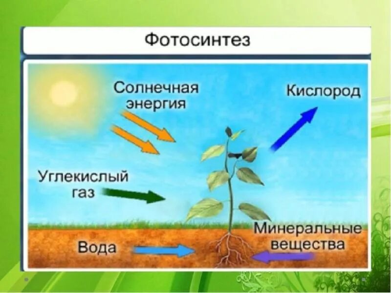 Нужен ли свет при фотосинтезе. Биология 6 класс питание и фотосинтез. Схема фотосинтеза 6 класс биология. Фотосинтез растений схема 6 класс. Схема фотосинтеза 6.