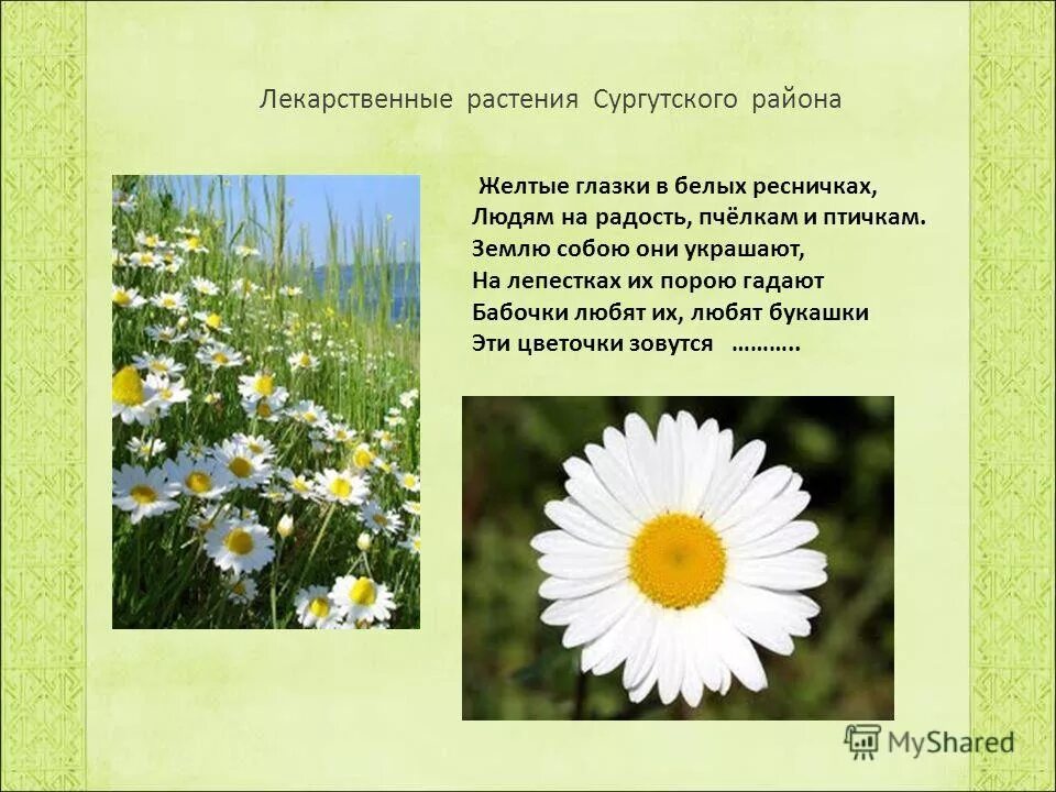 загадка стоят в поле сестрички желтый глазок белые реснички. желтые глазки белые реснички. загадка стоят в поле сестрички желтый глазок белые реснички. желтые глазки белые реснички. стоят кругом сестрички жёлтые глазки белые реснички.