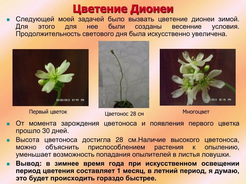 Функции цветения. Цветение это простыми словами. цветение это в биологии. значение цветения. выводы цветение растений.