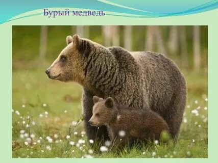 Международная красная книга бурый медведь