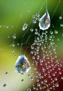 Живая капля вода