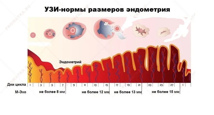 Какой эндометрий при месячных. Толщина эндометрия 1 фаза менструационного цикла. Толщина фолликула перед овуляцией норма. Толщина эндометрия в 1 фазу менструального цикла. Эндометрий по дням цикла нормы толщины в мм по дням.