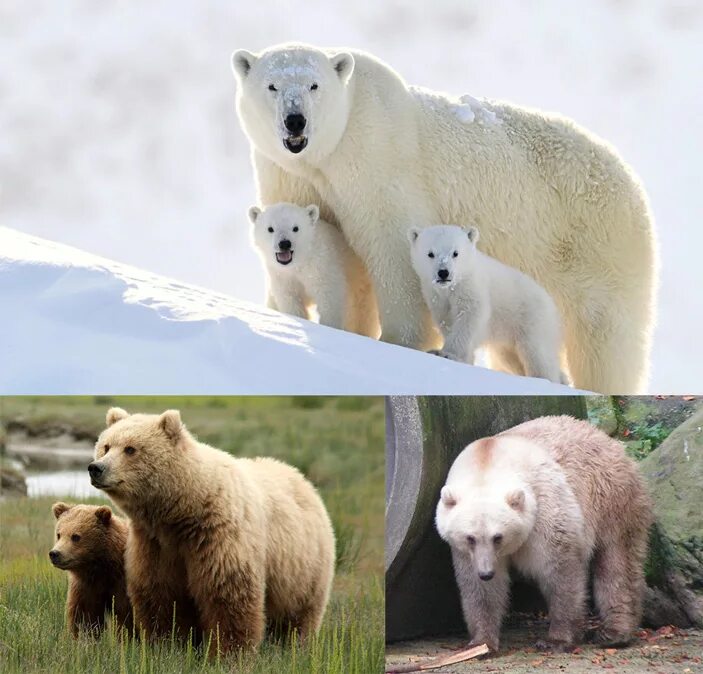Кто сильнее медведи или бурые медведи. ГРОЛАР (Полярный Гризли). Белый и бурый медведь. Медведь Гризли и белый медведь. Белый медведь и Гризли.