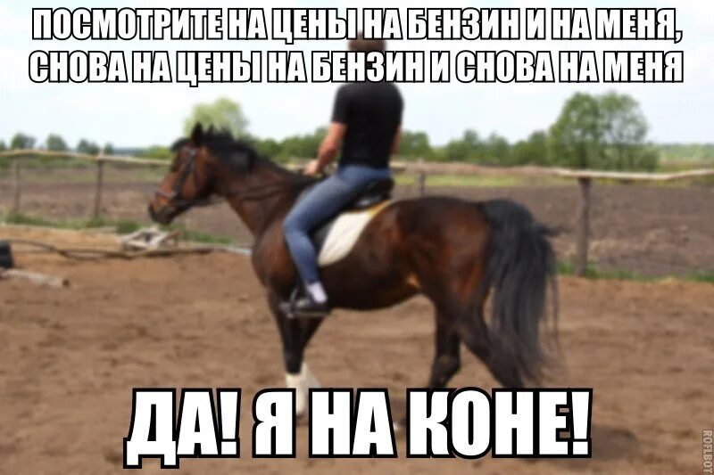 Прикольный конь. Мемы с конями. Шутки про лошадей. Лошадь с надписью.