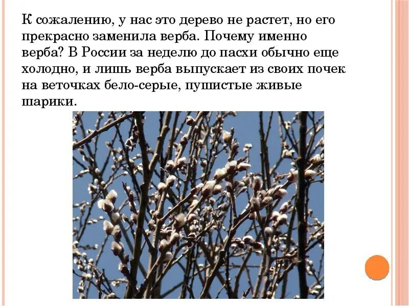 Почему именно воскресение. Верба дерево описание. Вербное воскресенье дерево. Верба презентация. Почему Верба.