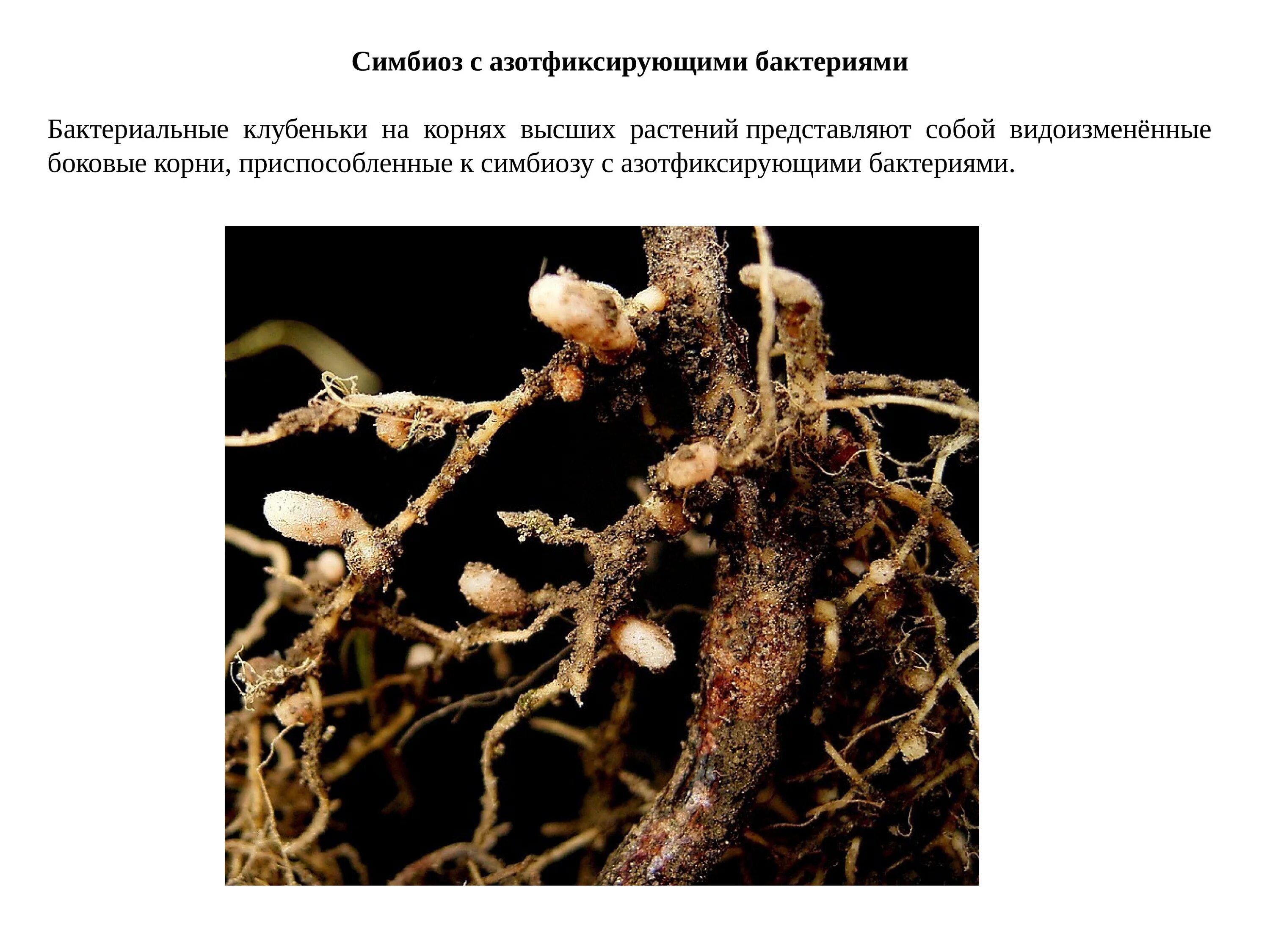 Ризобиум бактерия. Клубеньки на корнях бобовых растений. Азотфиксация клубеньковыми бактериями. Азотфиксирующие клубеньки. Примеры симбиоза у растений