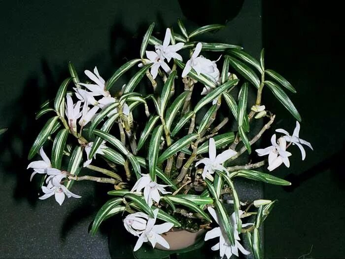 Дендробиум монилиформе. Дендробиум koyouden. орхидея dendrobium moniliforme. dendrobium milaniae.