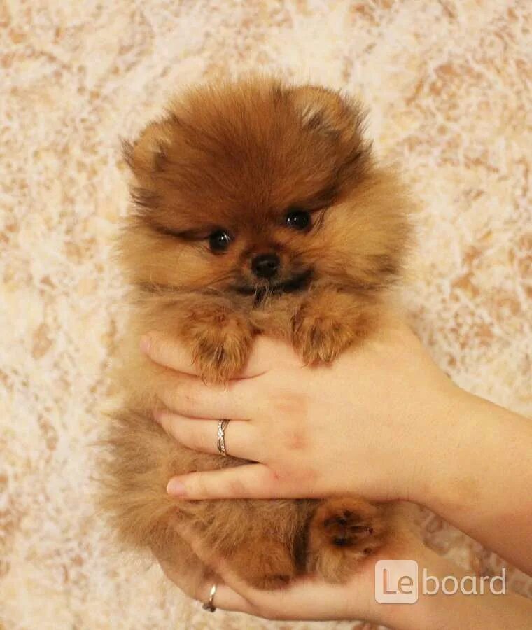 Как выглядят шпицы щенки в месяц. Как выглядят шпицы щенки в месяц. Померанский шпиц 6. Померанский шпиц белый 1 месяц. 5 месяца.