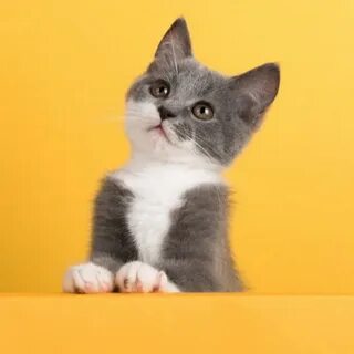 Коты мп 3