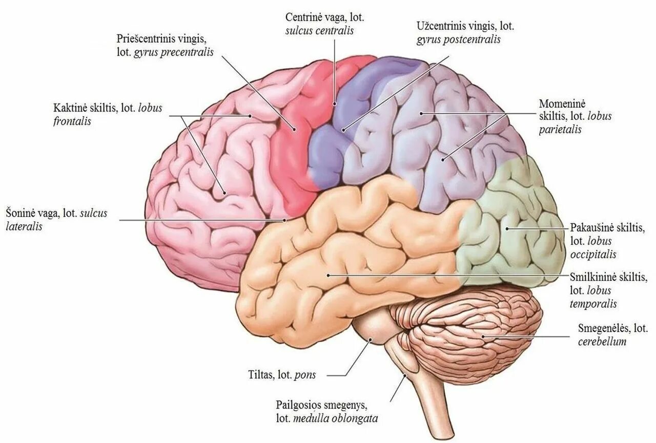 Brain 141. Precentral gyrus. Головной мозг. Parietal Lobe. Латерал мозг.