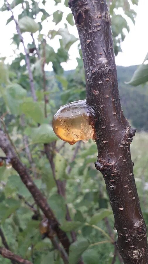 Полезна ли смола с дерева абрикоса. Камедетечение гоммоз вишни. Камедетечение у абрикоса. Камедетечение дерева черешня. Абрикос смола.