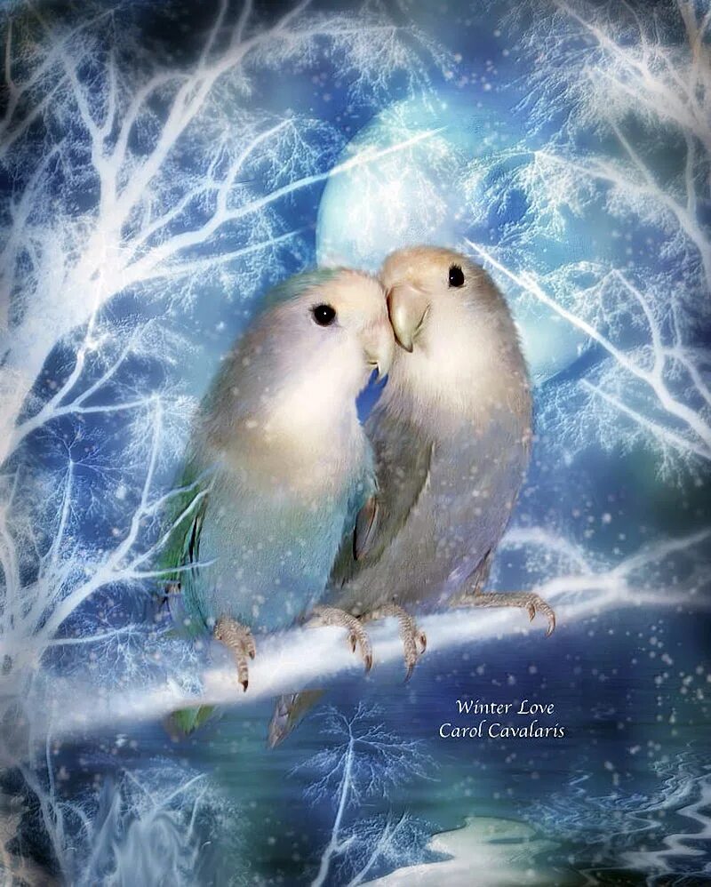 Неразлучники попугаи. Кэрол Каваларис (Carol Cavalaris). Цифровая живопись Кэрол Каваларис попугаи. Две влюбленные птицы.