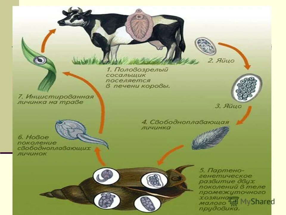 Жизненный цикл печеночного сосальщика 7 класс биология. Жизненный цикл печеночного сосальщика. Схема жизненного цикла печеночного сосальщика. Жизненный цикл печеночного сосальщика 7 класс. Цикл развития червей сосальщиков