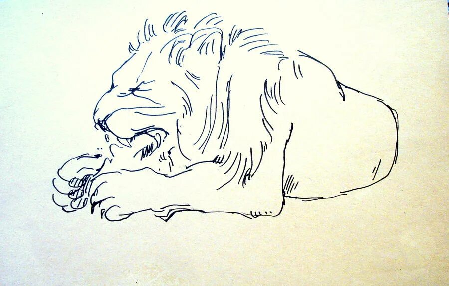 Лев трещин. Лев рисунок. Нарисовать Льва. Картинки Льва для срисовки. Иллюстрации Львов.