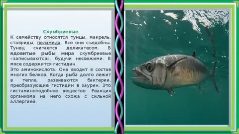 Сообщение о рыбе 7 класс биология