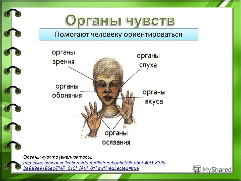 Опора и движение опорно-двигательная система. Органы пищеварения органы кровообращения органы дыхания. Органы чувств и опорно двигательная система. Опорно двигательная система состоит из скелета. 5 органов чувств.