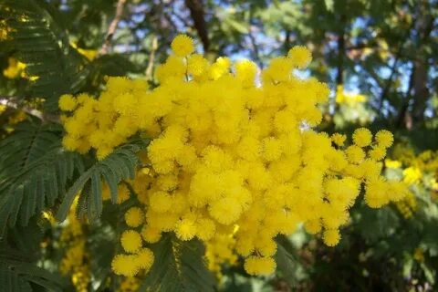 Мимоза после покупки
