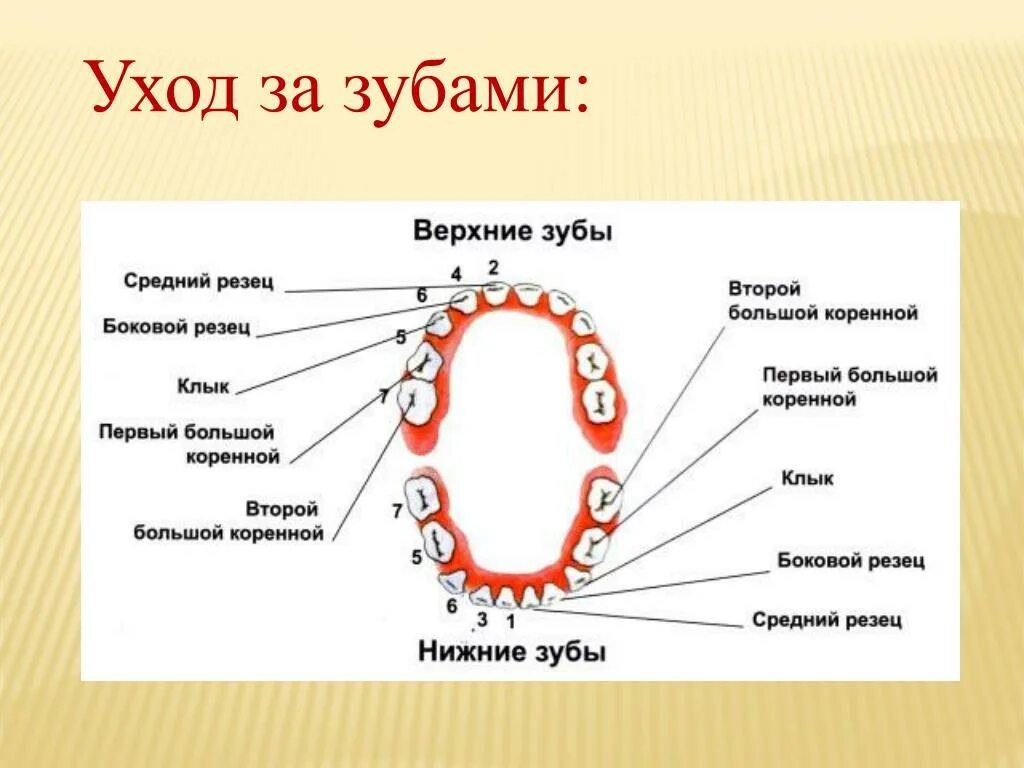 Зубы человека у детей. Зубы: резцы, клыки, коренные зубы.. Верхние зубы молочные прорезывание. Молочные и коренные зубы у детей схема. Глазной зуб.